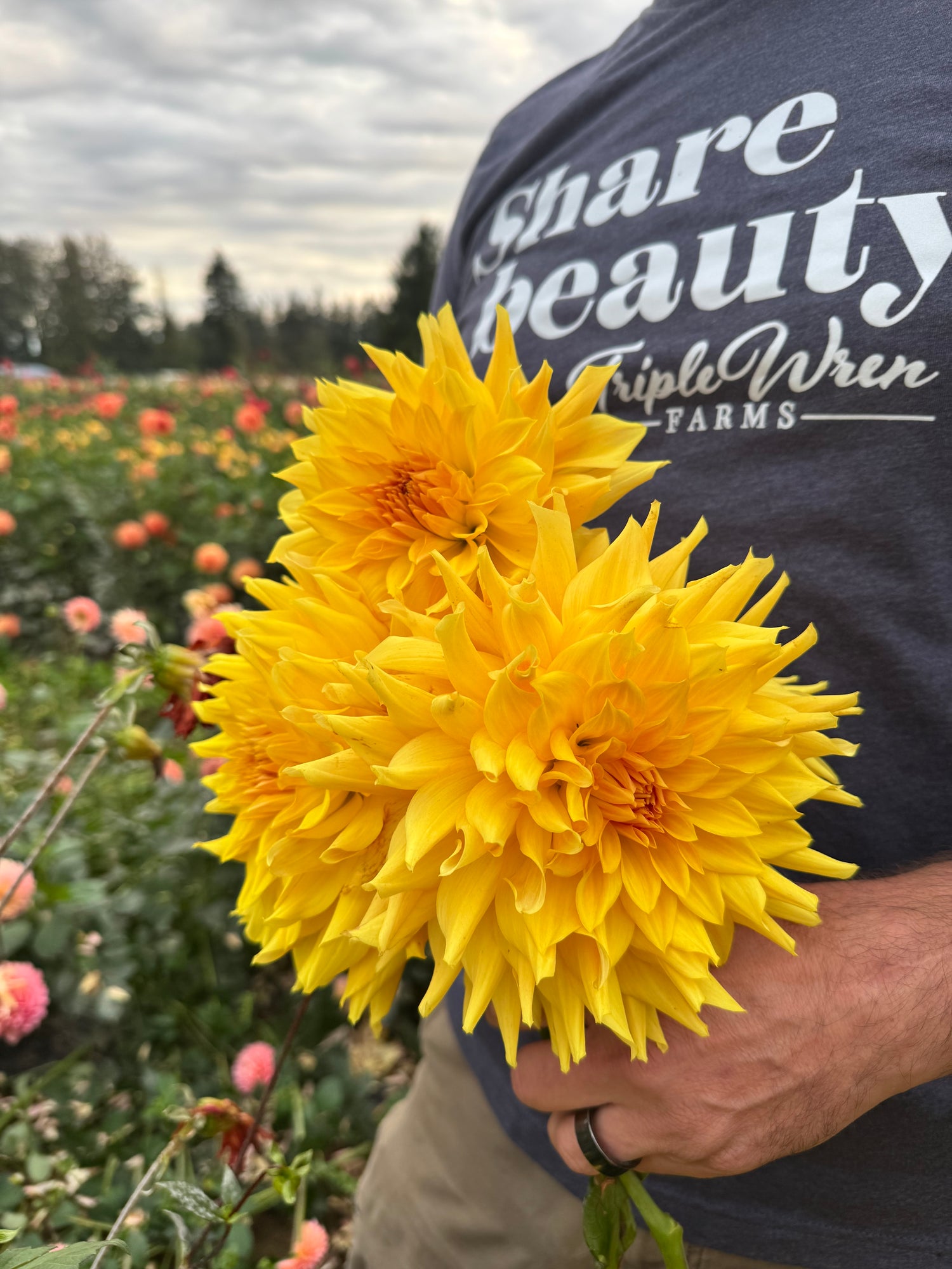 Bloomquist Buck Dahlia Tubers