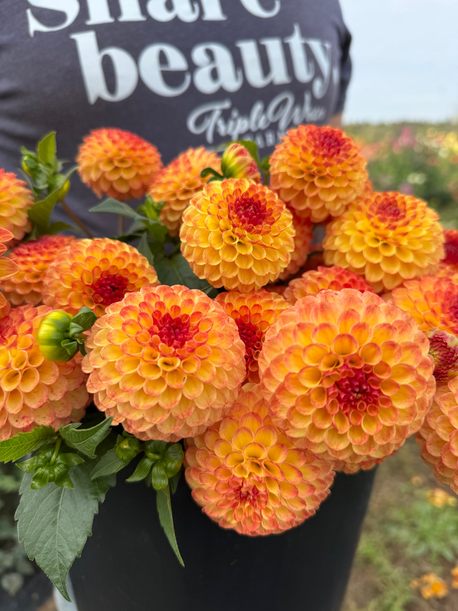 Bloomquist Burning Dahlias from Triple Wren Farms