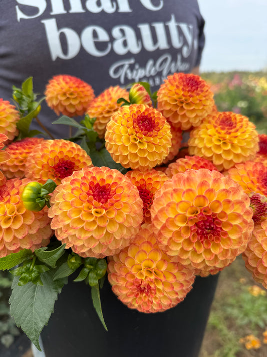 Bloomquist Burning Dahlias from Triple Wren Farms