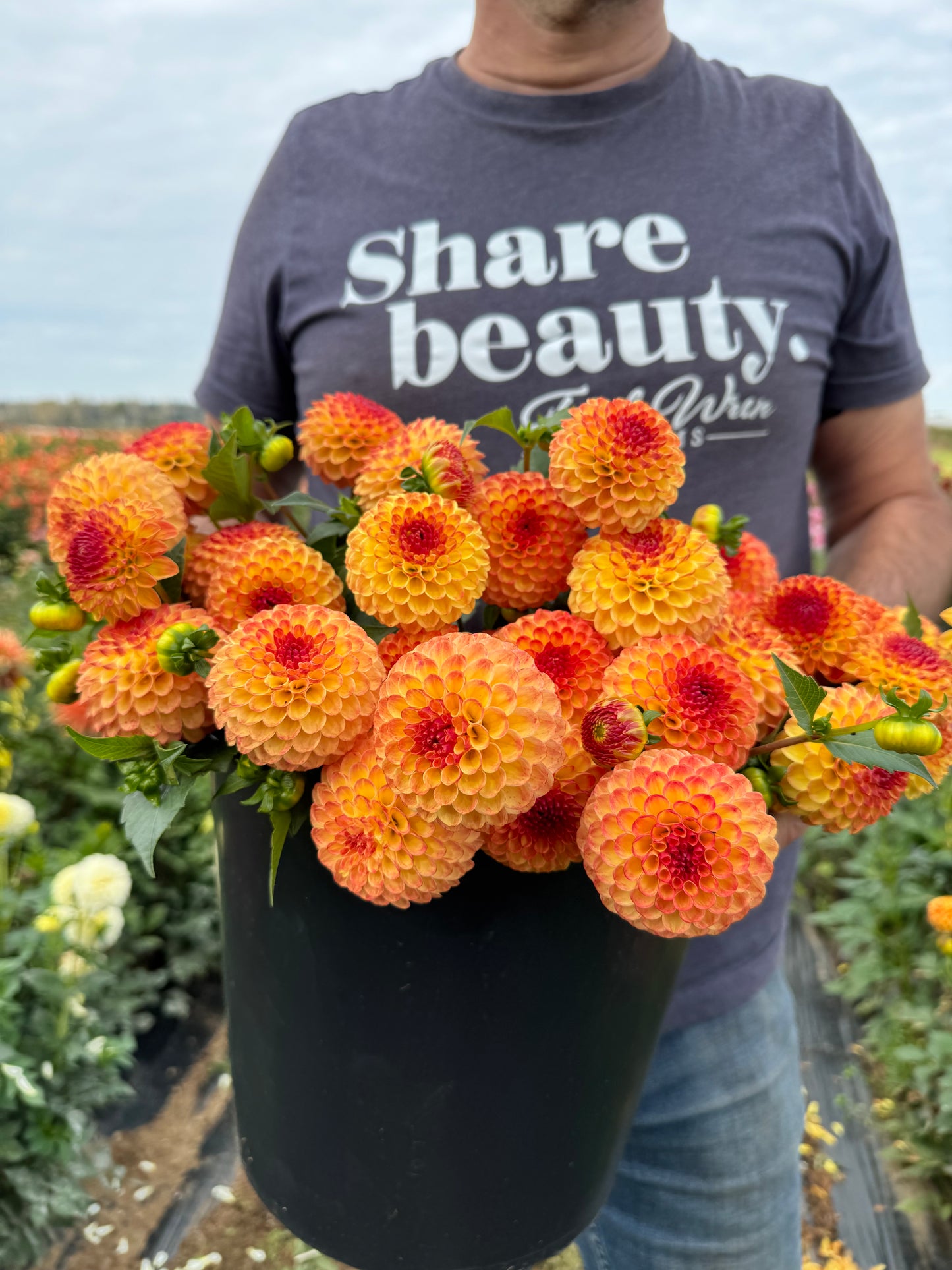 Bloomquist Burning Pompon dahlia