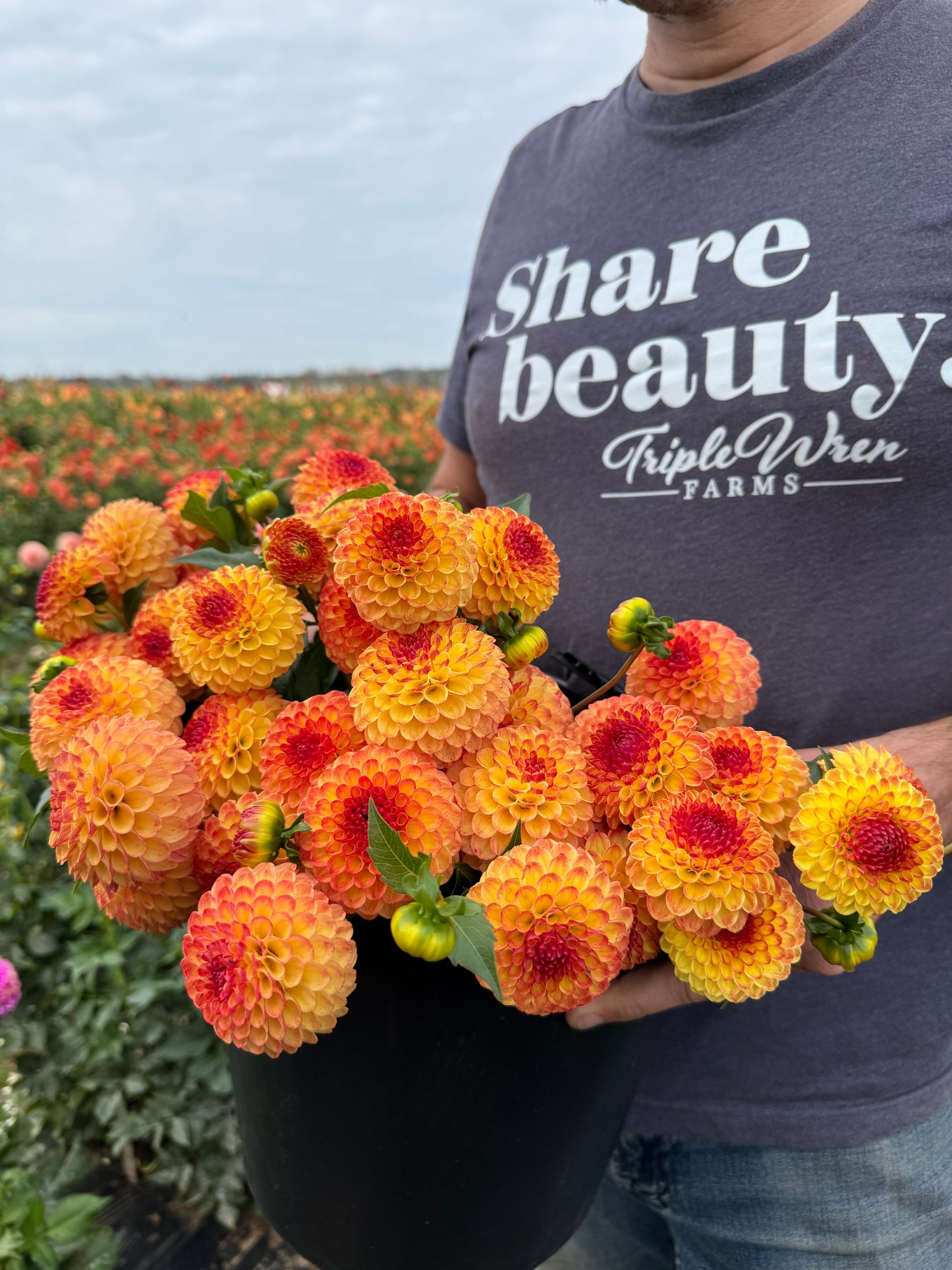 Bloomquist Burning dahlia tubers