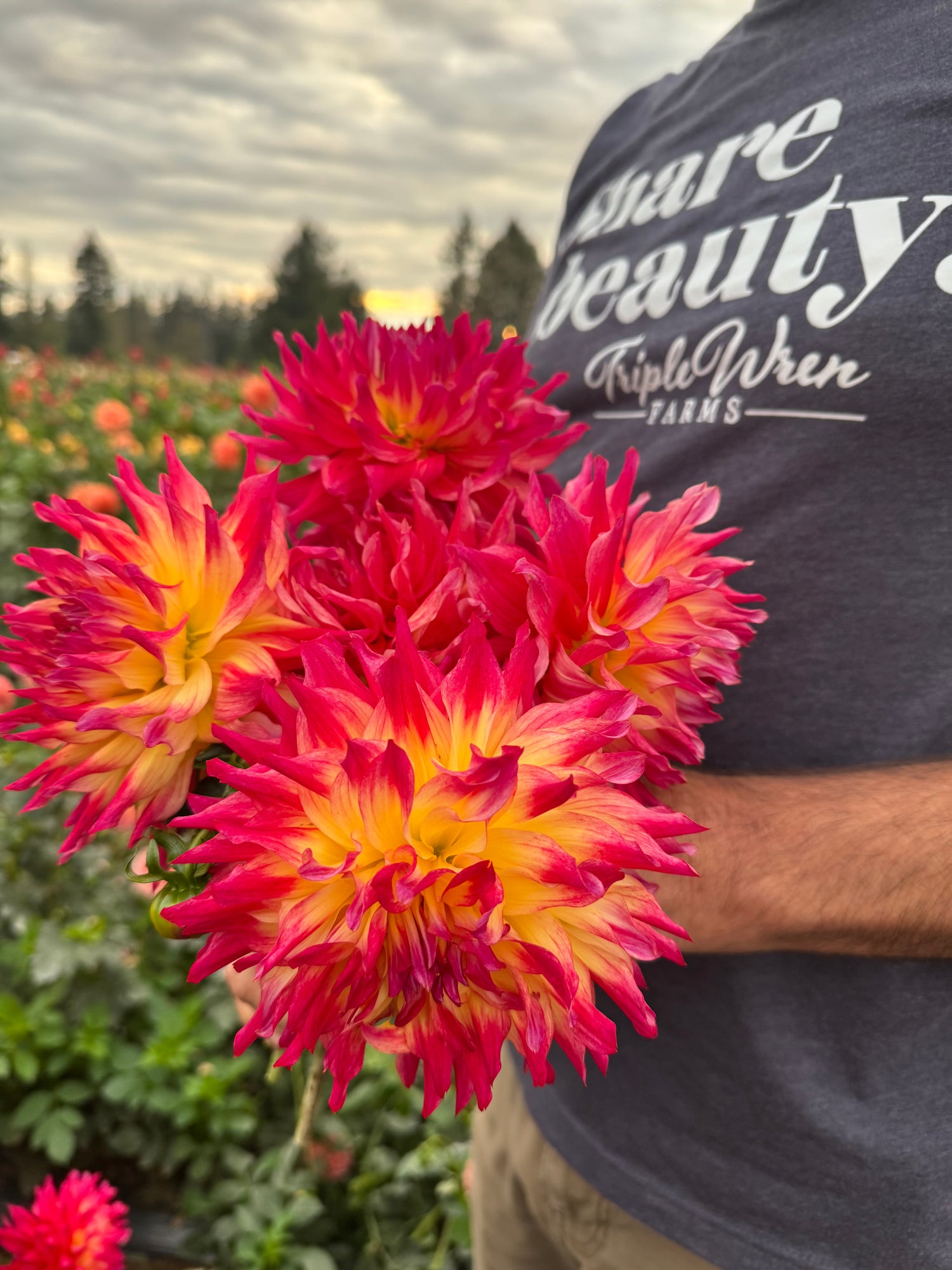 Buy Bloomquist Calming Dahlia Tubers