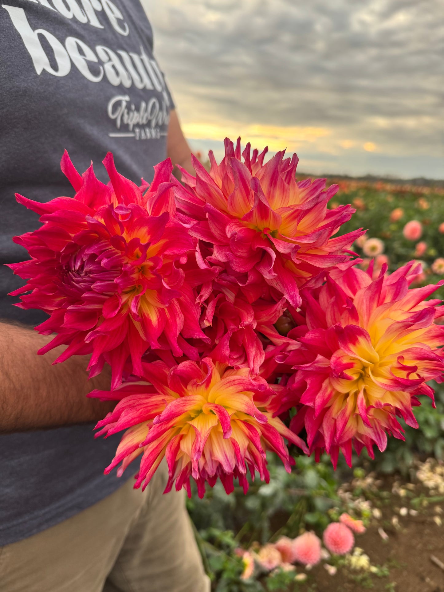 Bloomquist Calming Dahlia Tubers from Triple Wren Farms