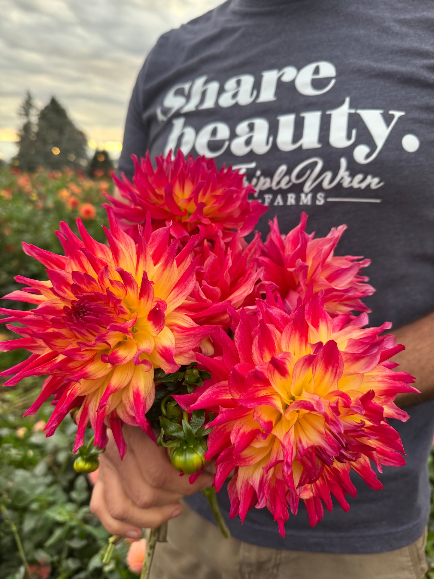 Bloomquist Calming Dahlias