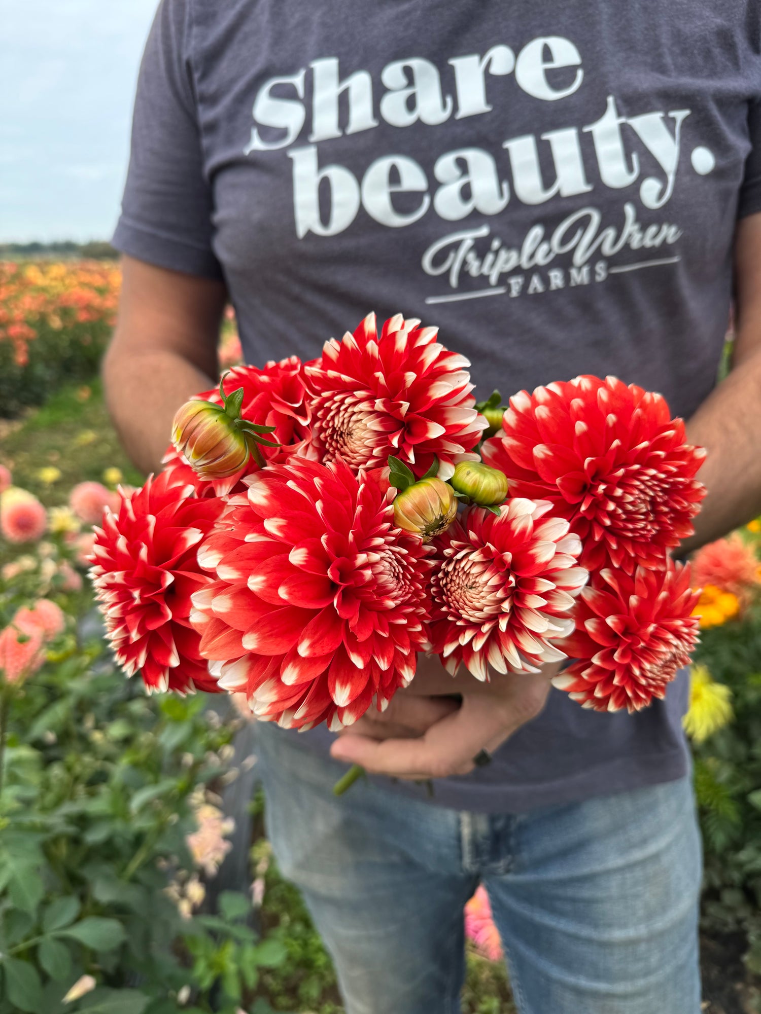 Buy Bloomquist Chariot Dahlias from Triple Wren Farms