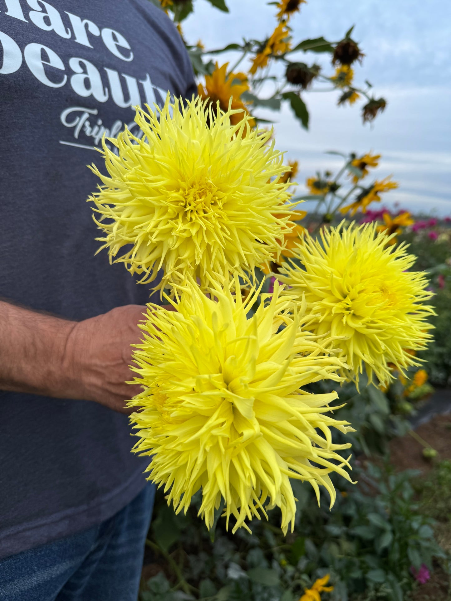 Bloomquist Cheryl Dahlias from Triple Wren Farms