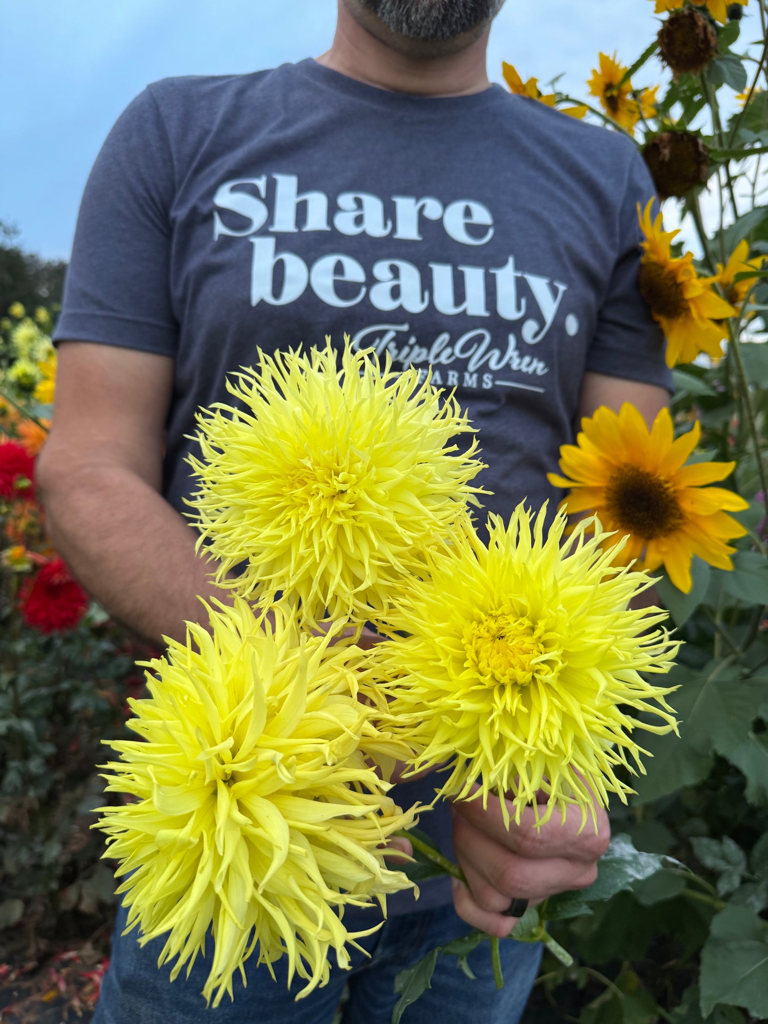 Buy Bloomquist Cheryl Dahlias