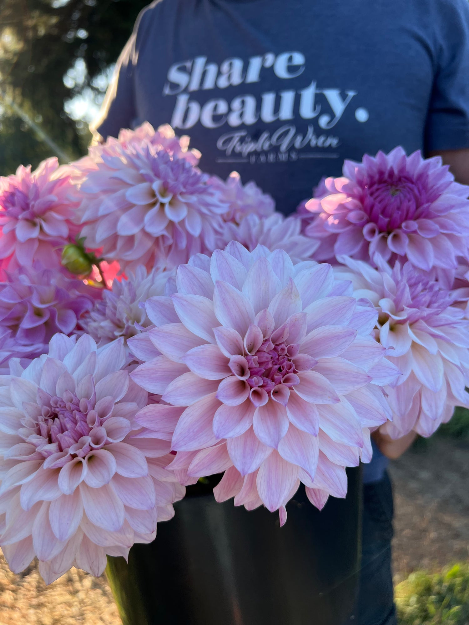 White and Lavender and Cream and Purple dahlia tubers Bloomquist Compare from Triple Wren Farms