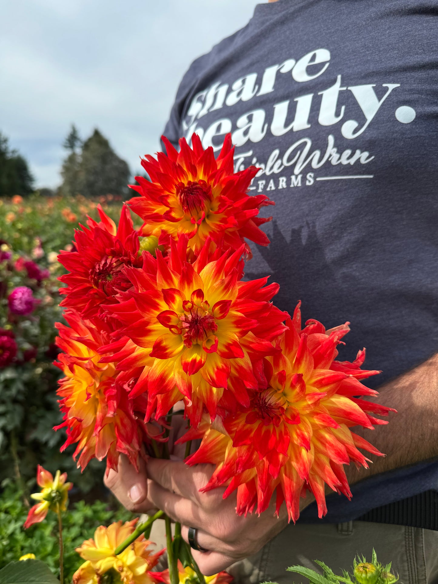 Bloomquist Creation Dahlias from Triple Wren Farms