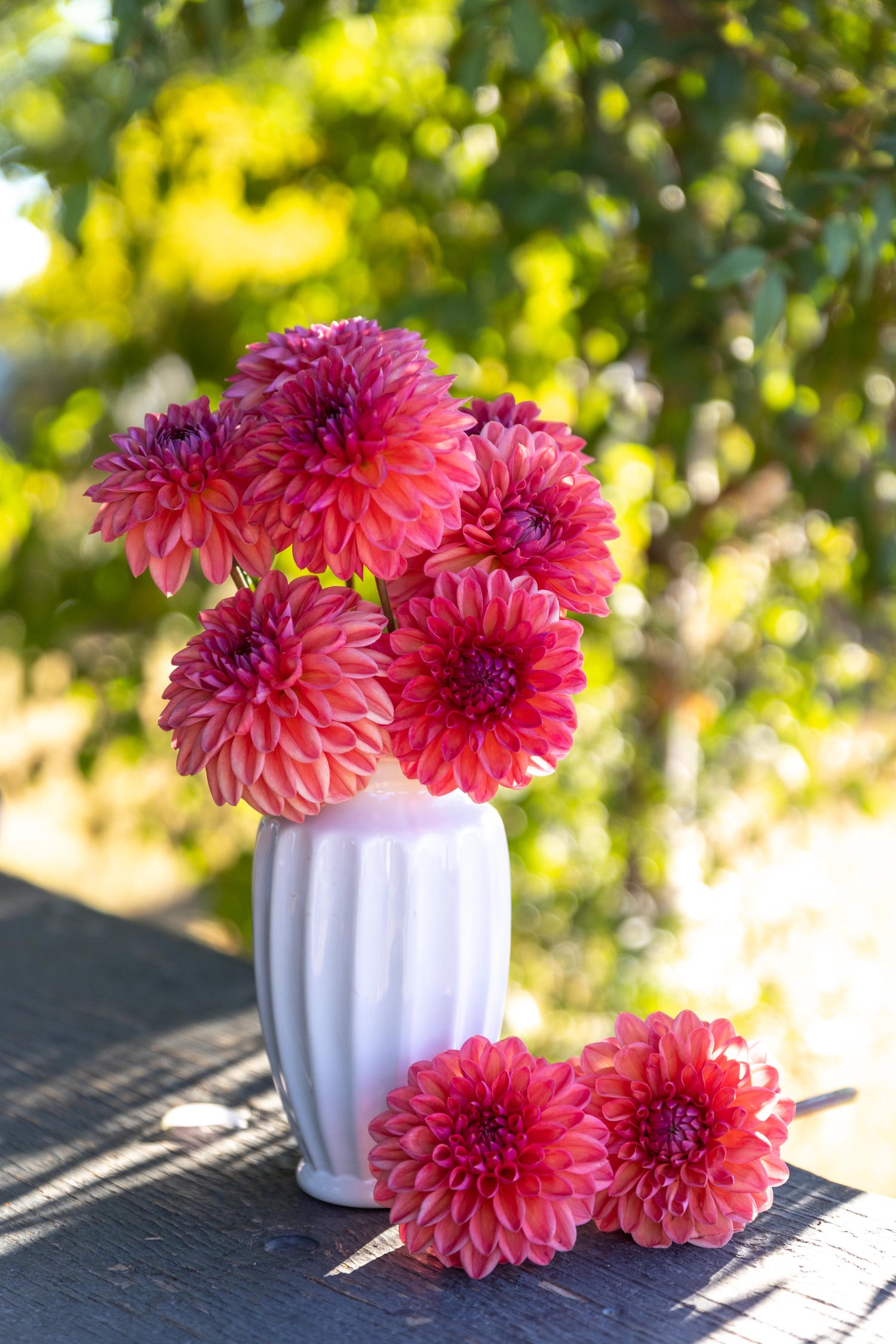 Bloomquist Curt Rooted Dahlia Cutting