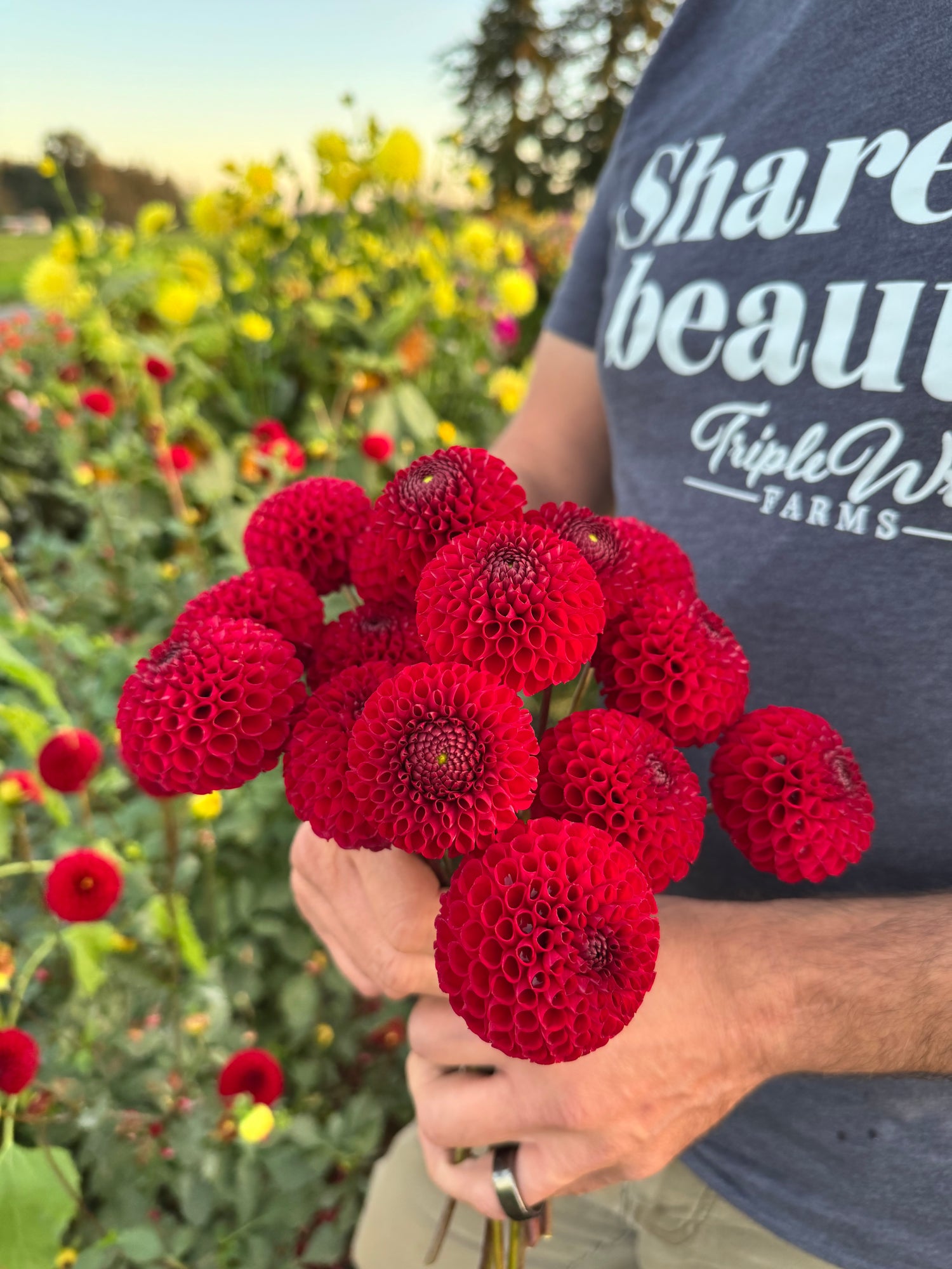 Bloomquist Dan G Dahlia Tubers from Triple Wren Farms