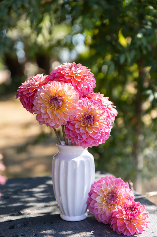 Bloomquist Dave Pink Coral Dahlia White Vase Tissue Culture Rooted Cutting