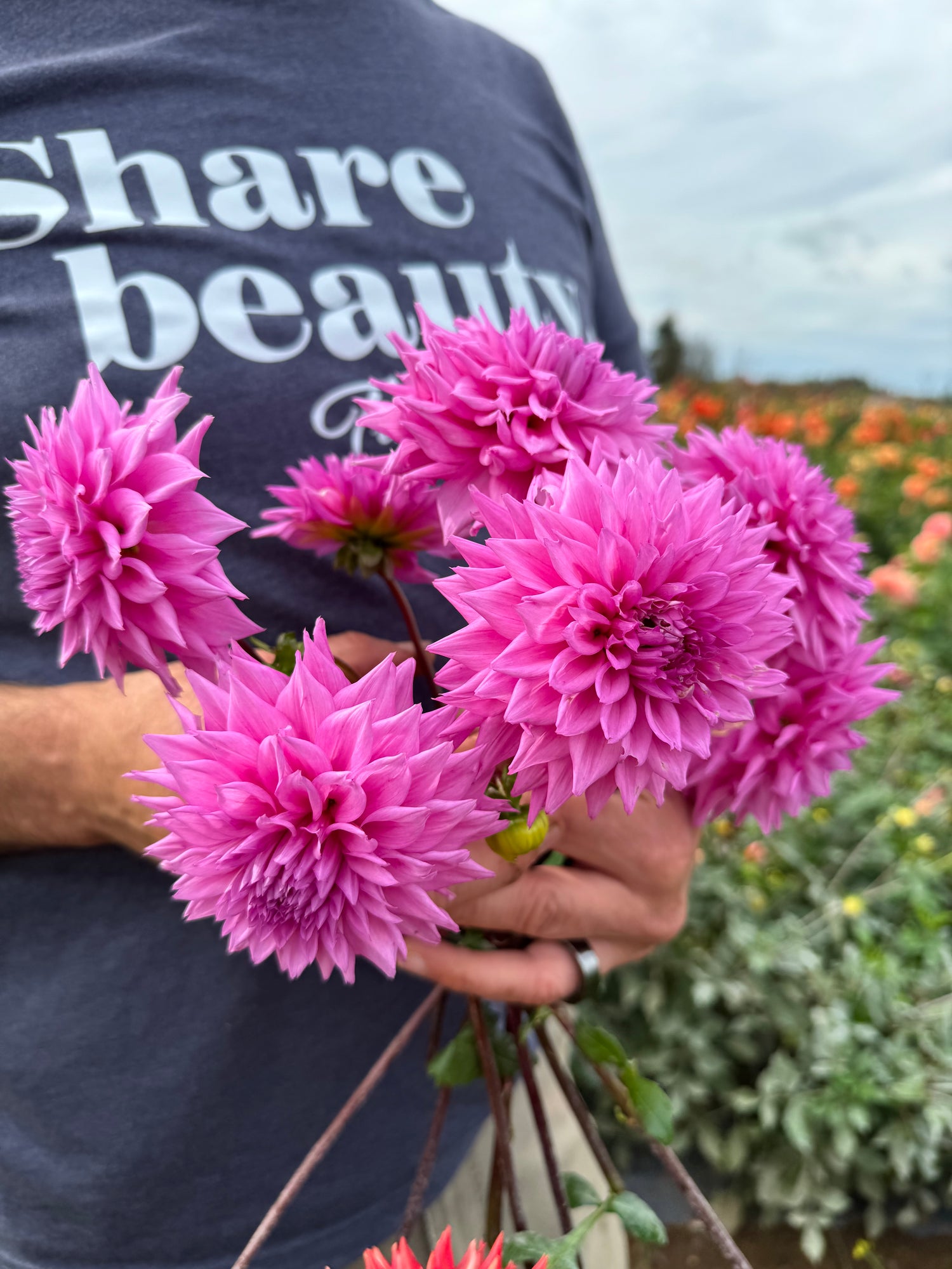 Buy Bloomquist Divination Dahlia Tubers from Triple Wren Farms