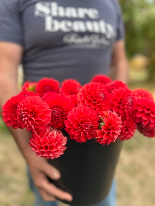 Bloomquist Divine dahlias from Triple Wren Farms
