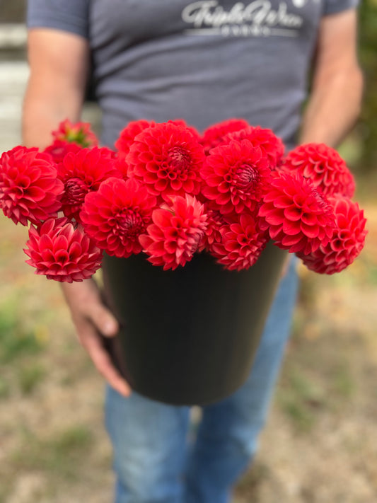 Buy Bloomquist Divine Dahlia Tubers