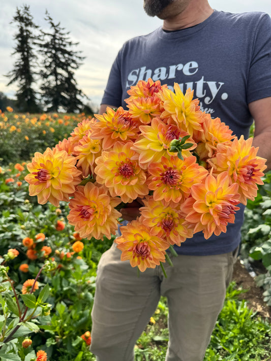 Bloomquist Evening Glow Dahlias