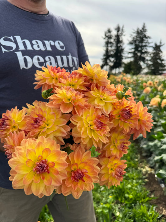 Bloomquist Evening Glow Dahlias from Triple Wren Farms