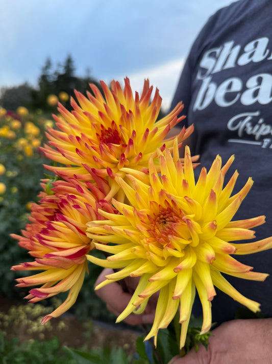 Bloomquist Flashing dahlias