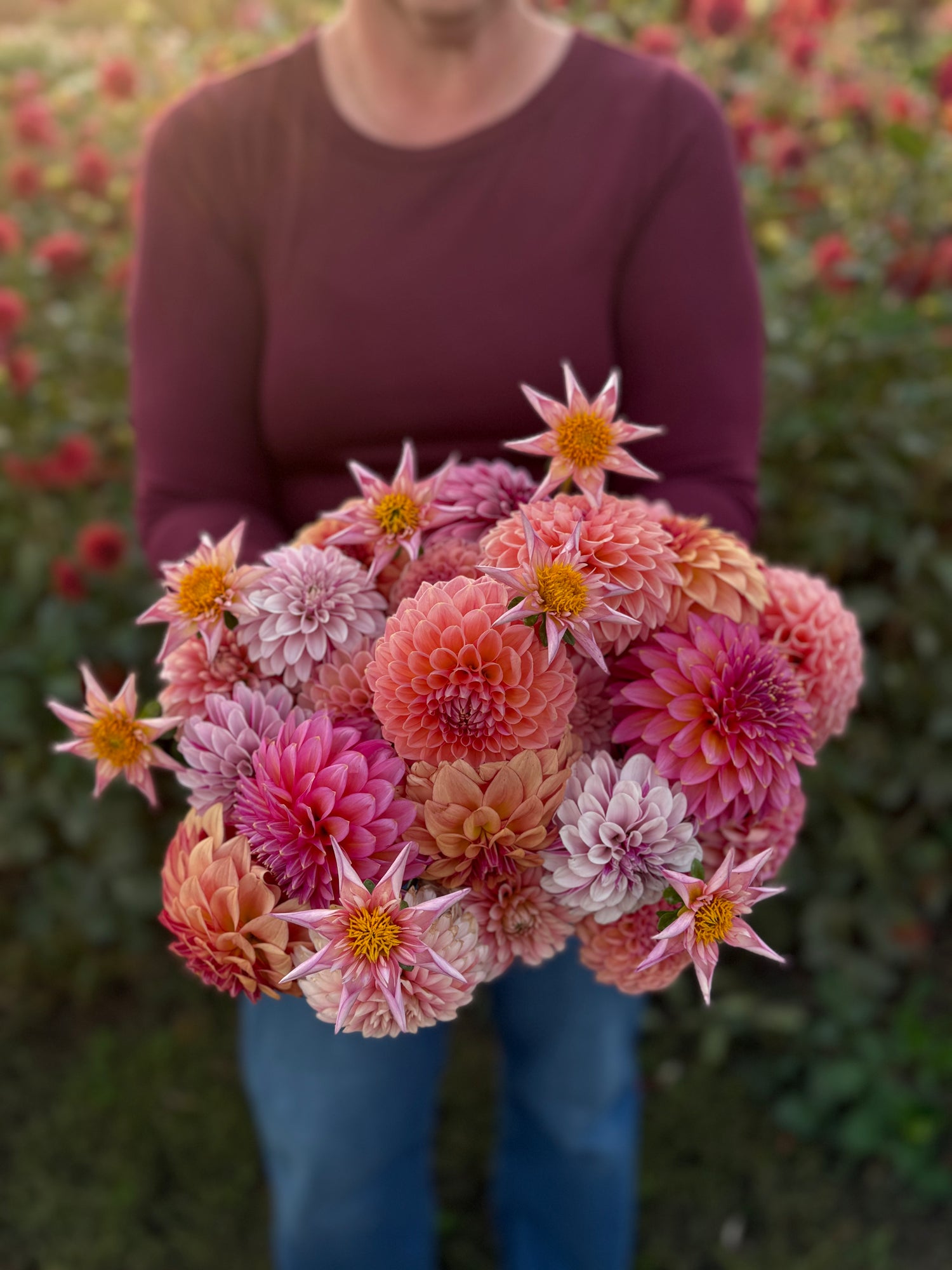A person in a maroon long-sleeve top and blue jeans stands outdoors in a flower field holding a large bouquet of freshly harvested dahlia flowers in shades of pink, coral, peach, and white with yellow centers.