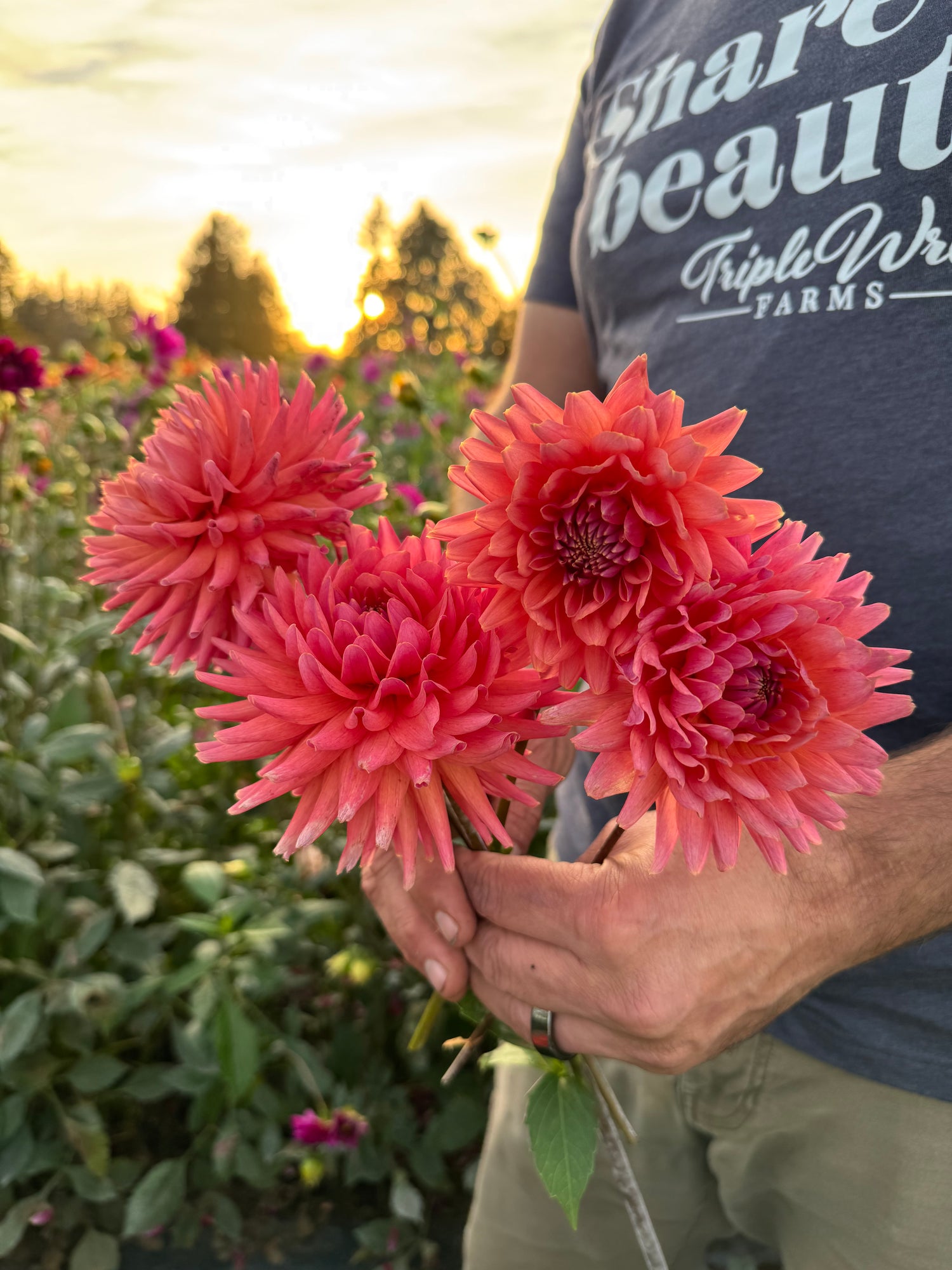 Bloomquist Harmony Dahlia