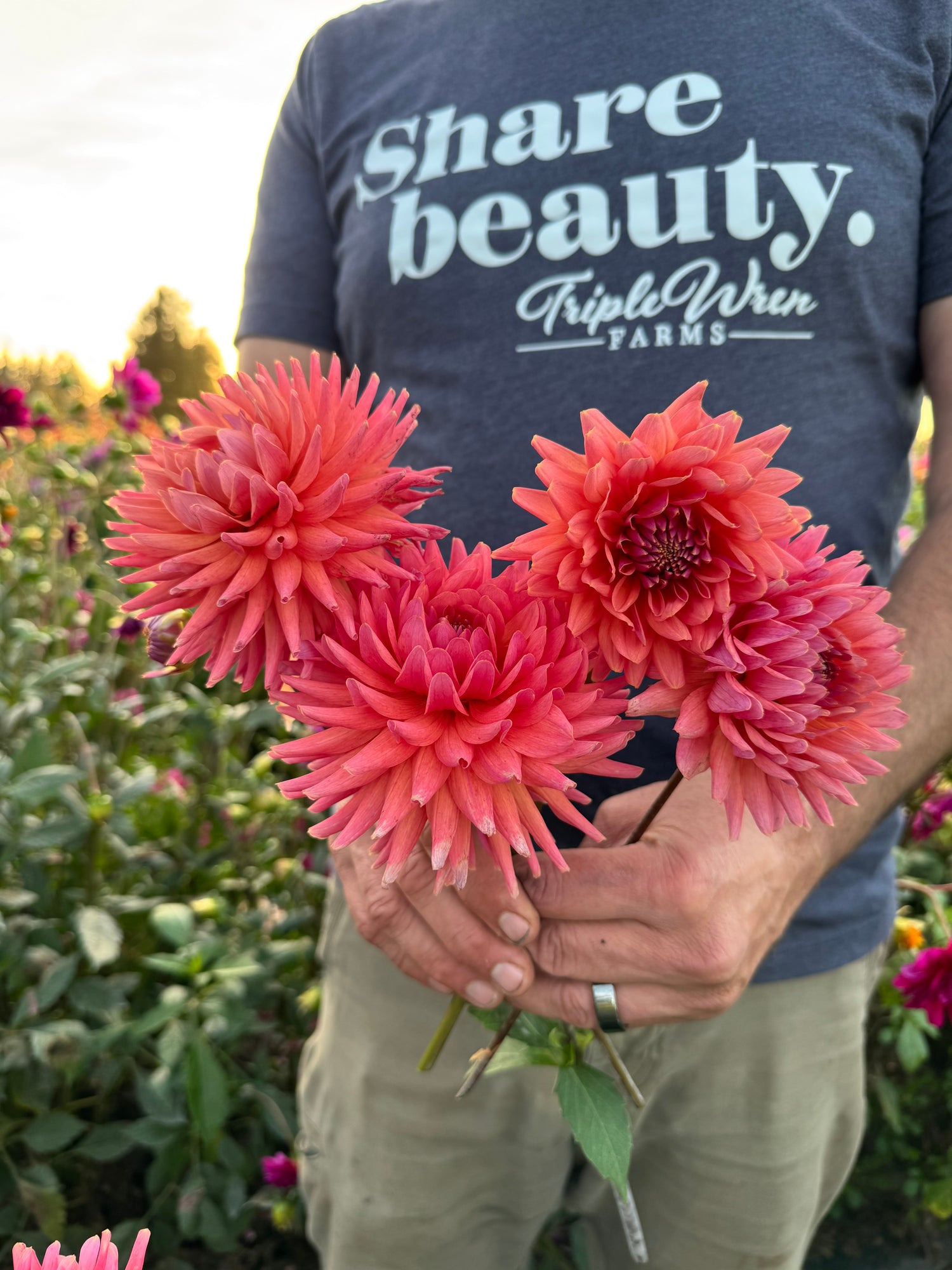 Buy Bloomquist Harmony Dahlia Tubers