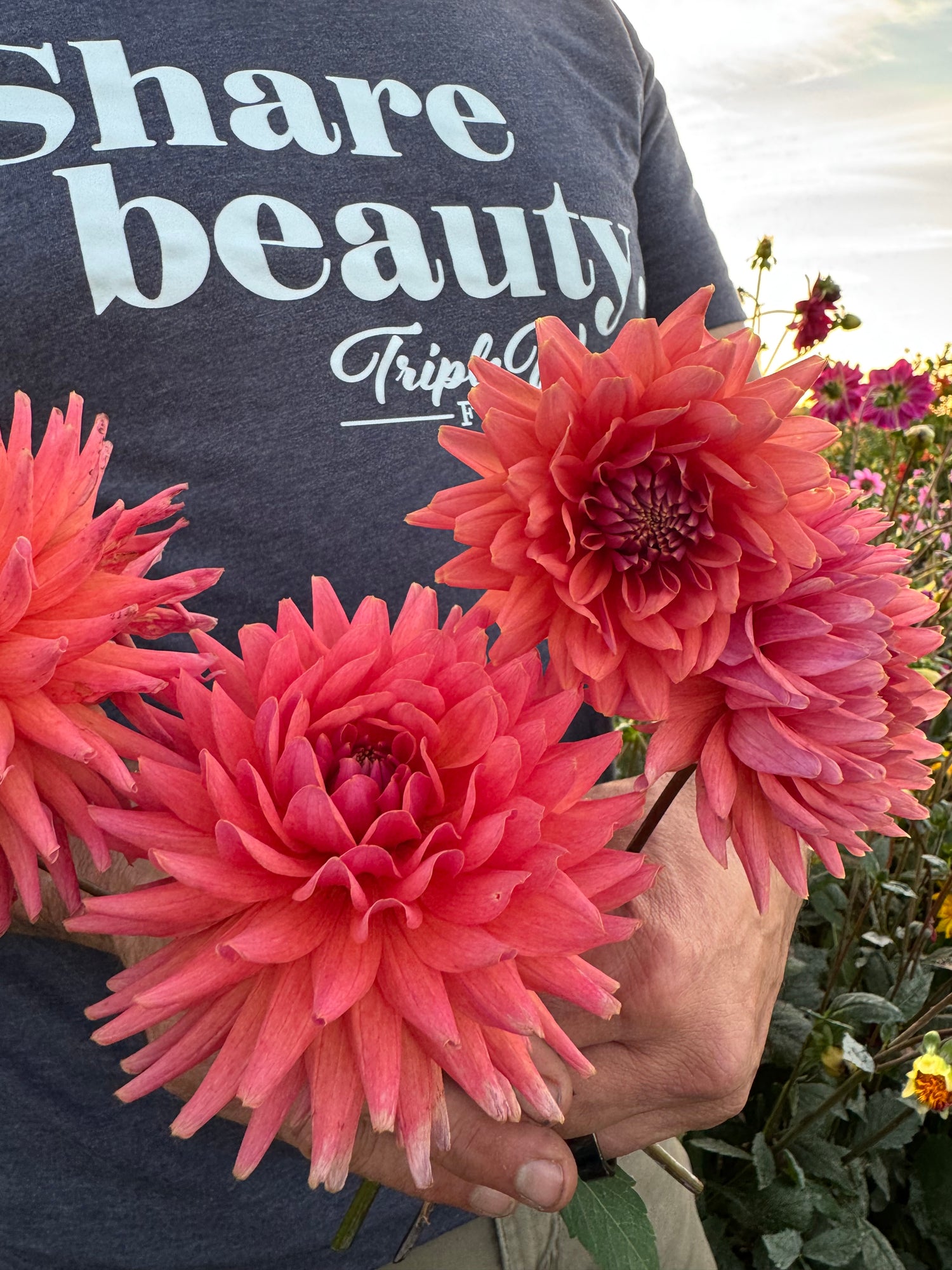 Bloomquist Harmony Dahlia Tubers from Triple Wren Farms