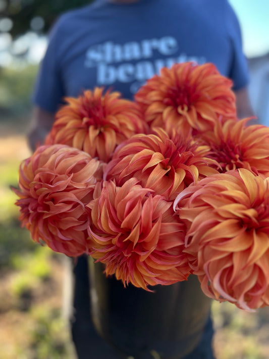 Buy Bloomquist Jean dahlia tubers from Triple Wren Farms for your home garden