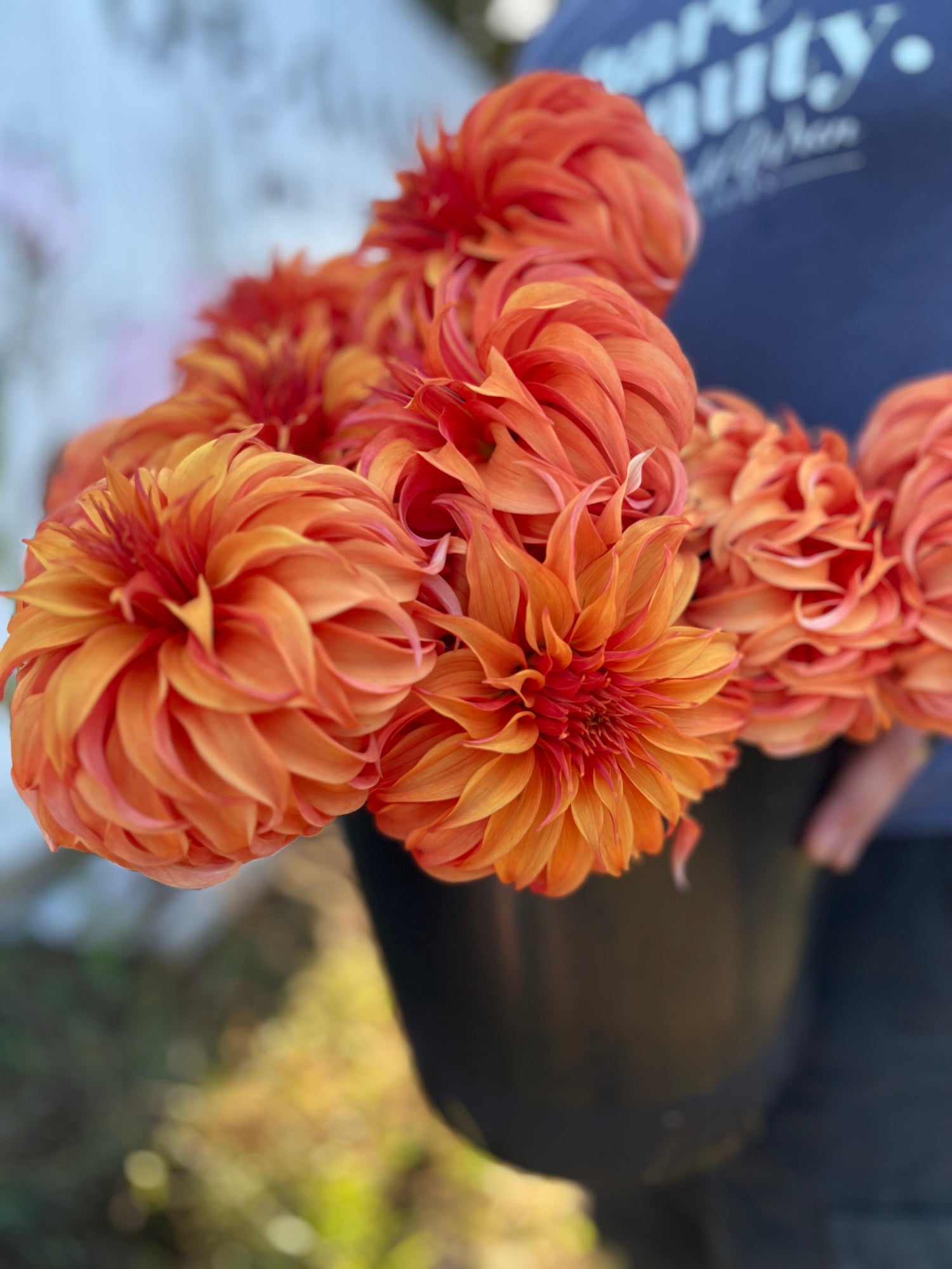 Orange and Redand Dark orange and Burnt orange Bloomquist Jean dahlia tubers from Triple Wren Farms