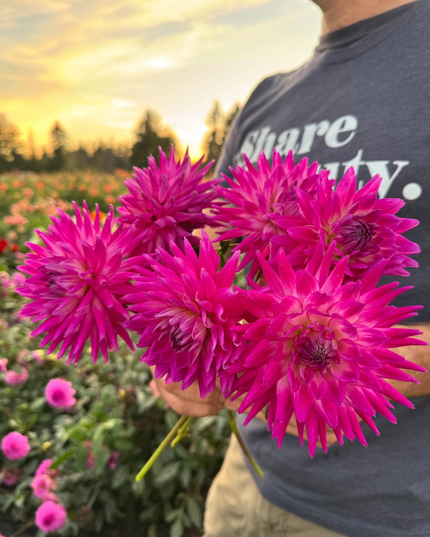 Bloomquist Jeff Dahlia Tubers