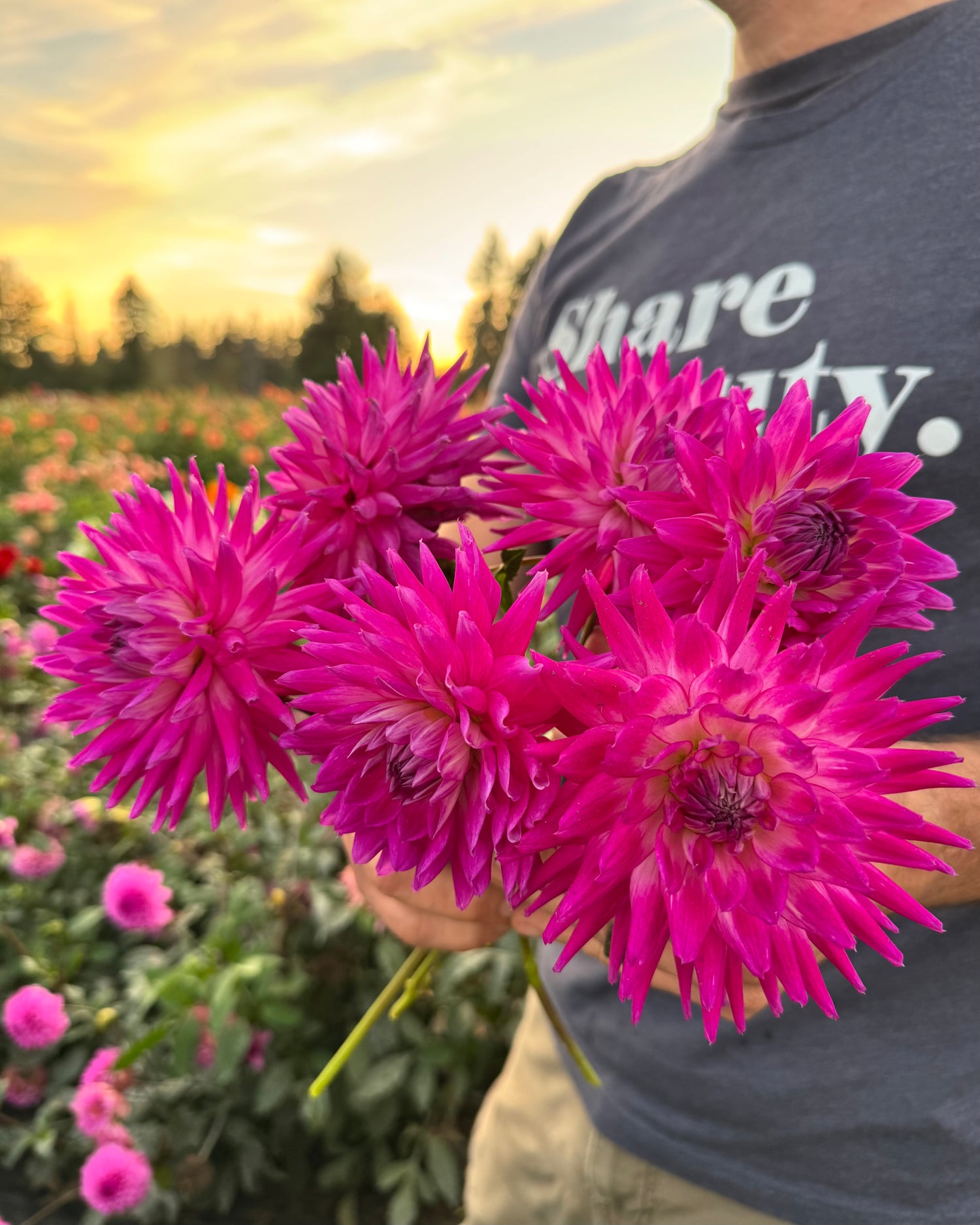 Bloomquist Jeff Dahlia Tubers