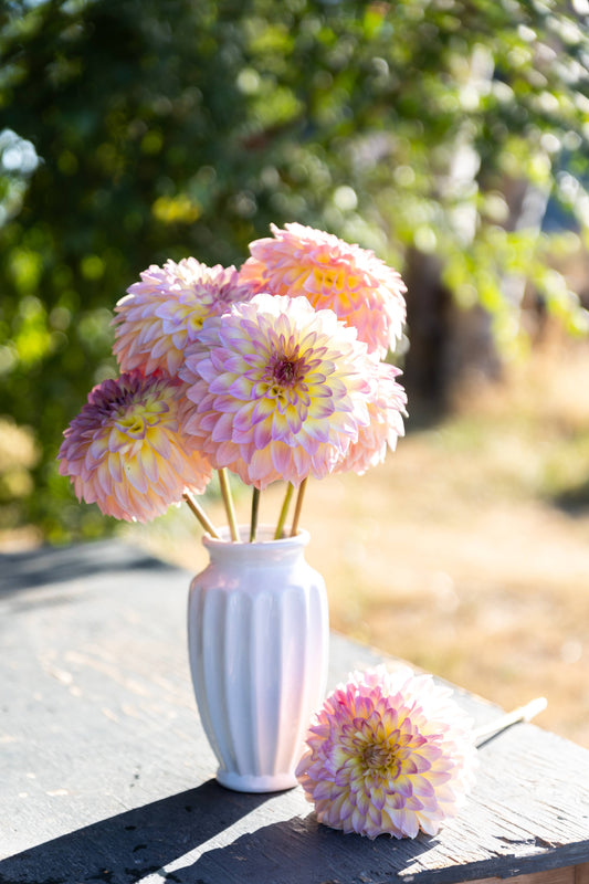 Bloomquist Jerry Cream Blush Dahlia White Vase Tissue Culture Rooted Cutting