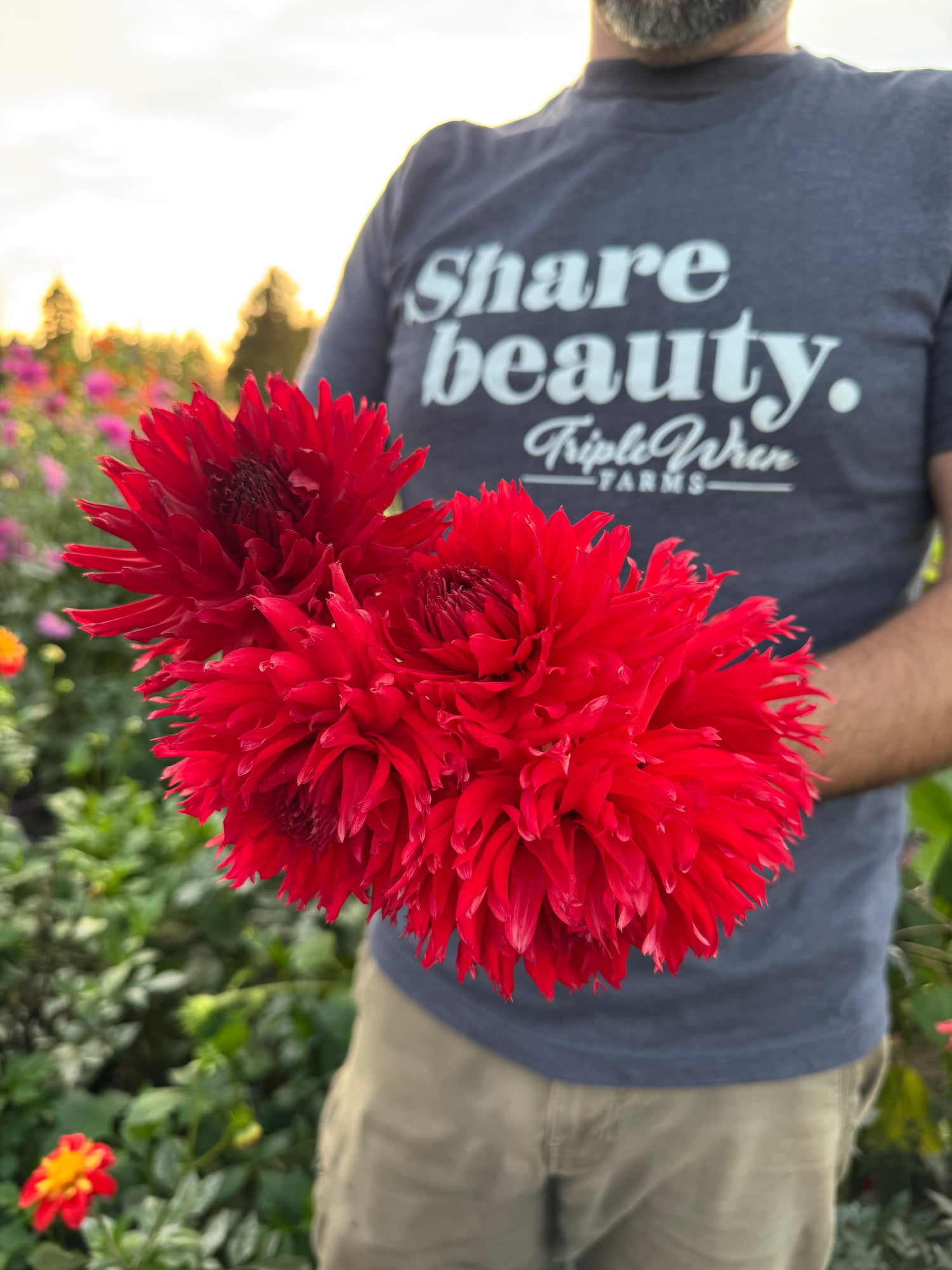 Bloomquist Katie dahlias