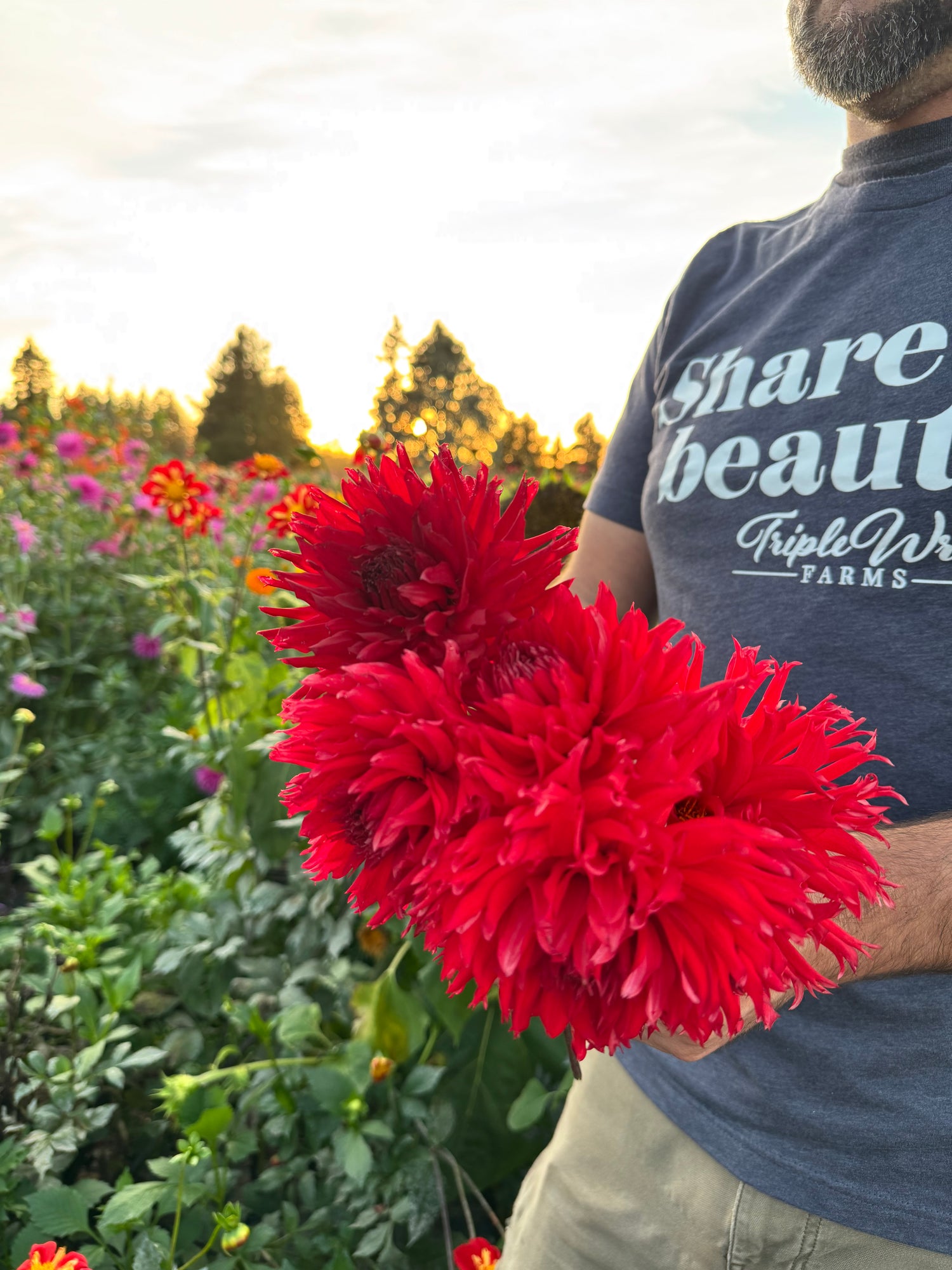 Buy Bloomquist Katie Dahlias from Triple Wren Farms