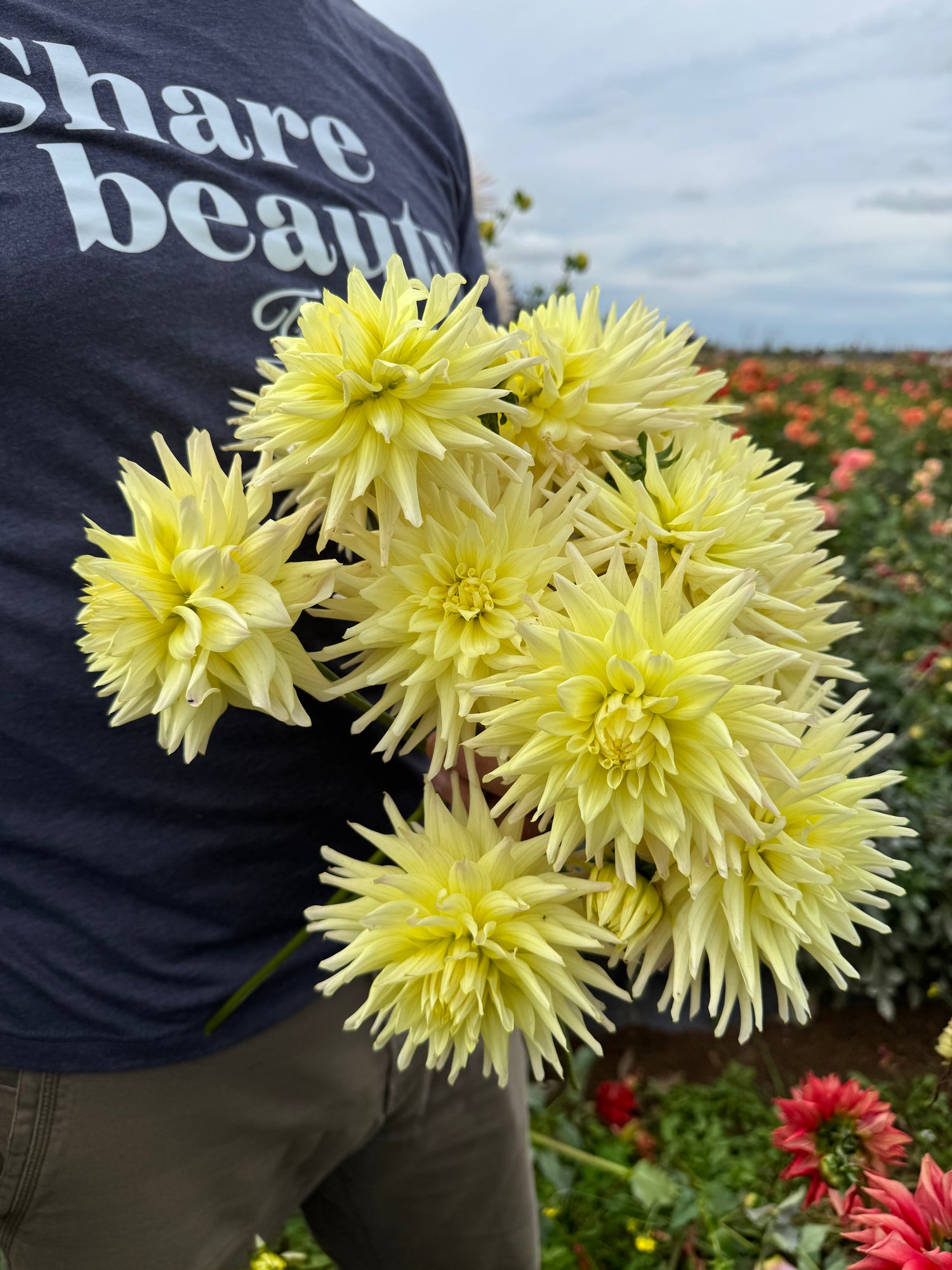 Bloomquist Lemonade Dahlia Tubers from Triple Wren Farms