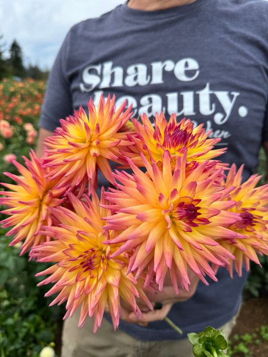 Bloomquist Mary Lou Dahlia Tubers