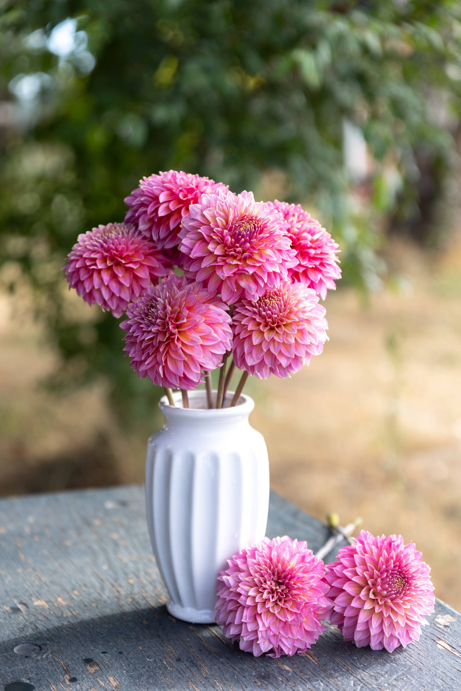 Bloomquist Mojo Pink Dahlia White Vase Tissue Culture Rooted Cutting