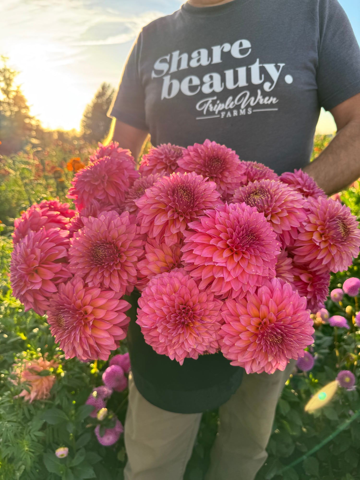 Buy Bloomquist Mojo Pink Dahlia Tissue Culture Rooted Cutting