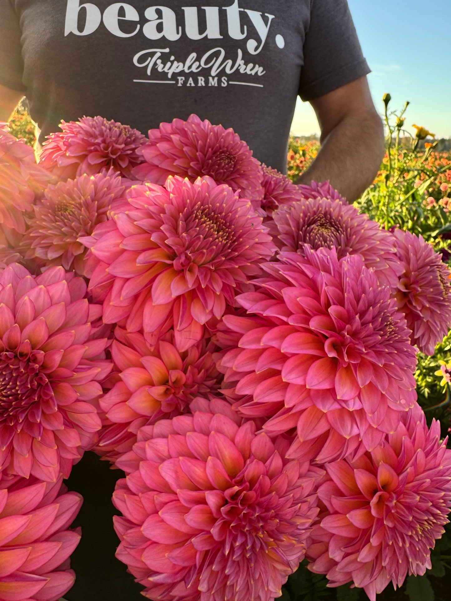 Bloomquist Mojo Pink Dahlias