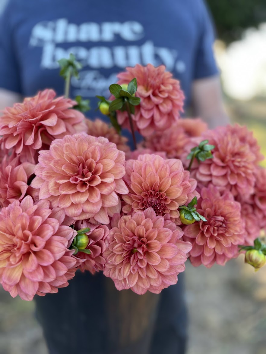 Bloomquist Philly dahlia tubers from Triple Wren Farms