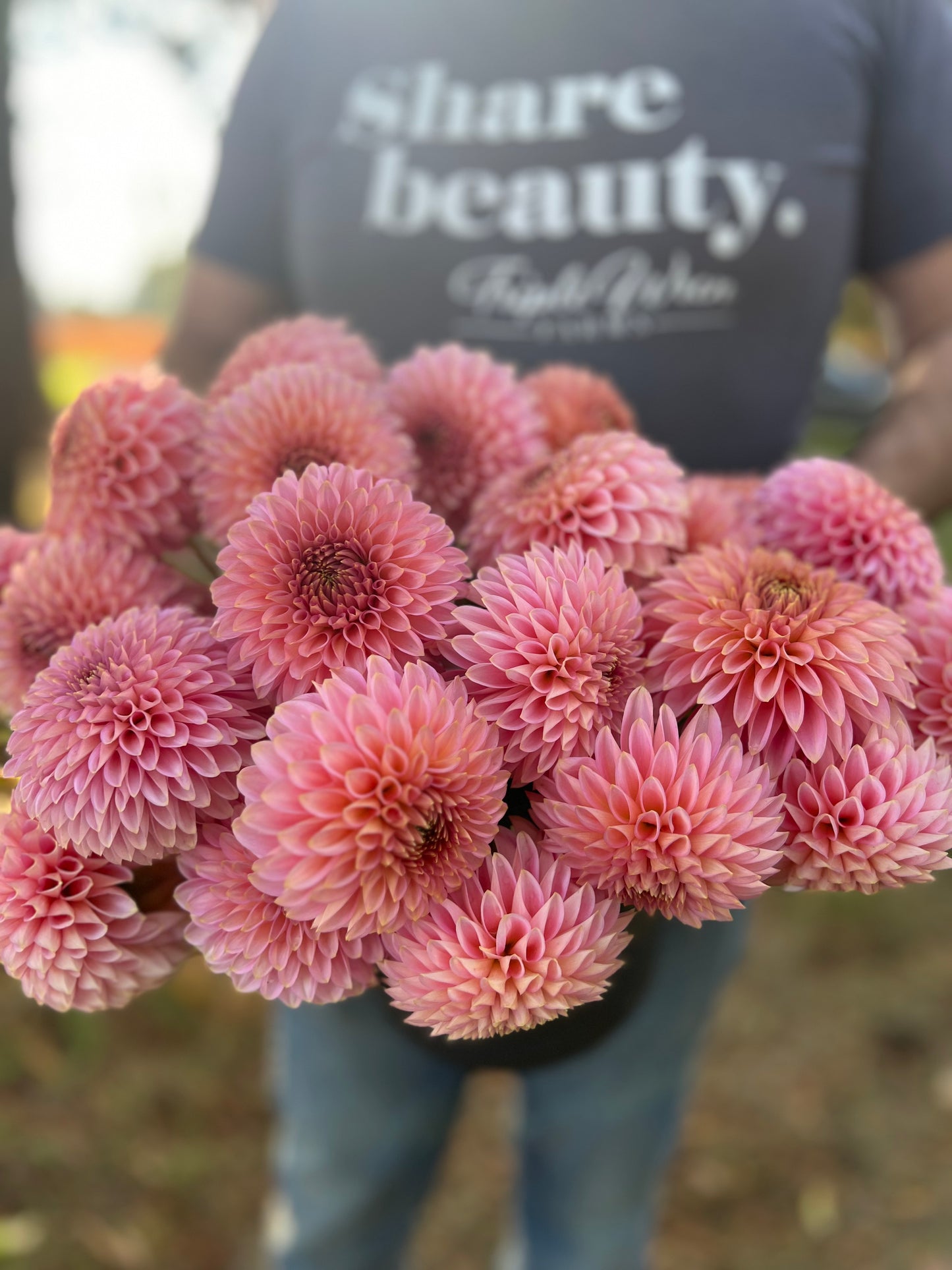 Bloomquist Pink Parfait Dahlia Tissue Culture Rooted Cutting