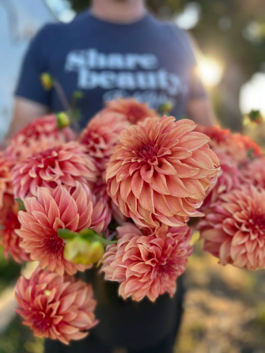 Coral and Peach and orange Bloomquist Pleasing Dahlia Tubers from Triple Wren Farms