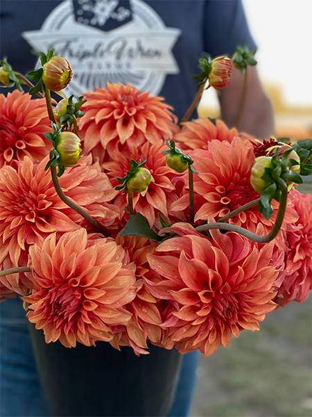 Bloomquist Pleasing Dahlias