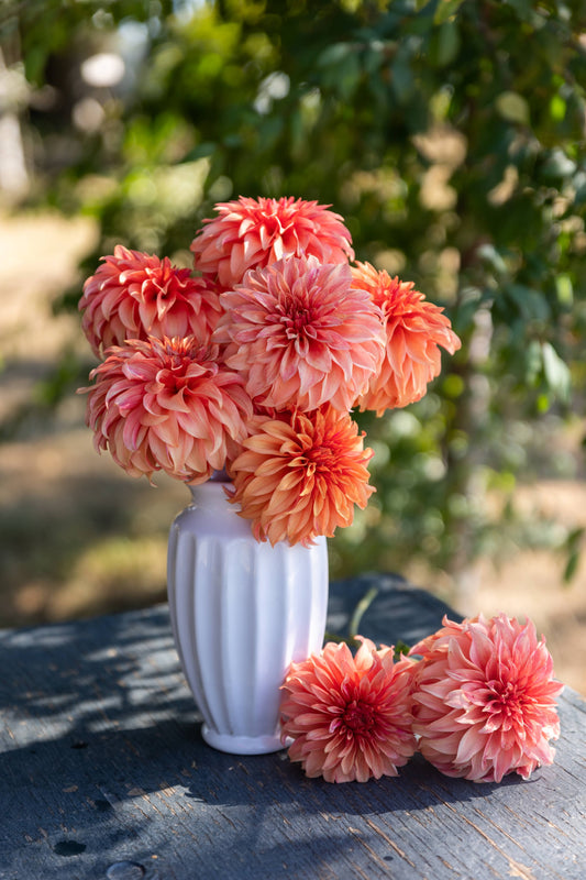 Bloomquist Pleasing Dahlias from Triple Wren Farms