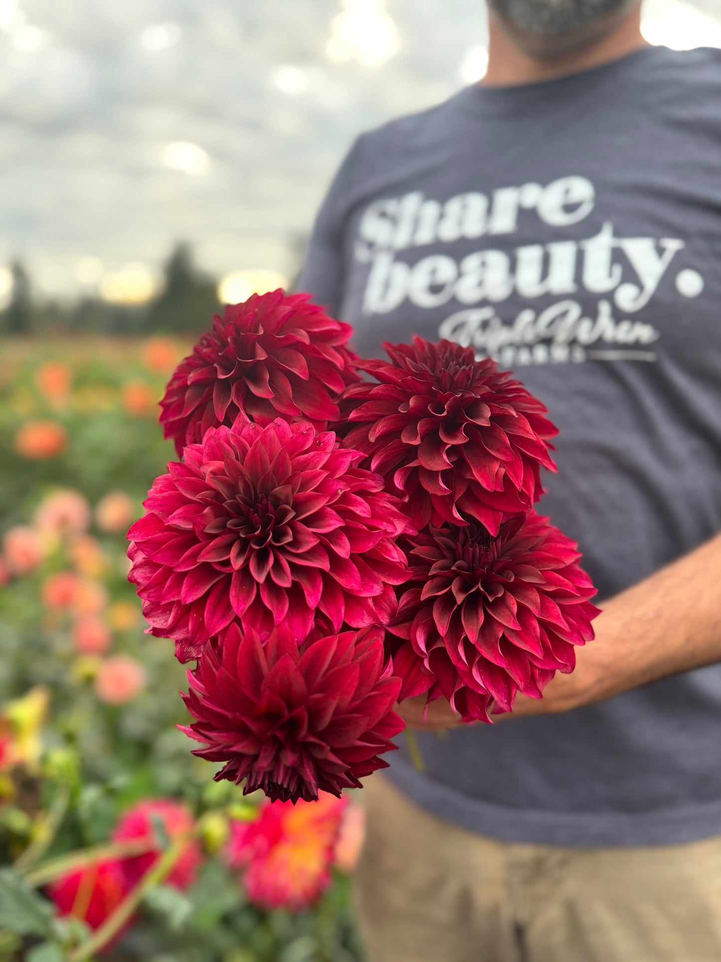 Bloomquist Port Dahlias