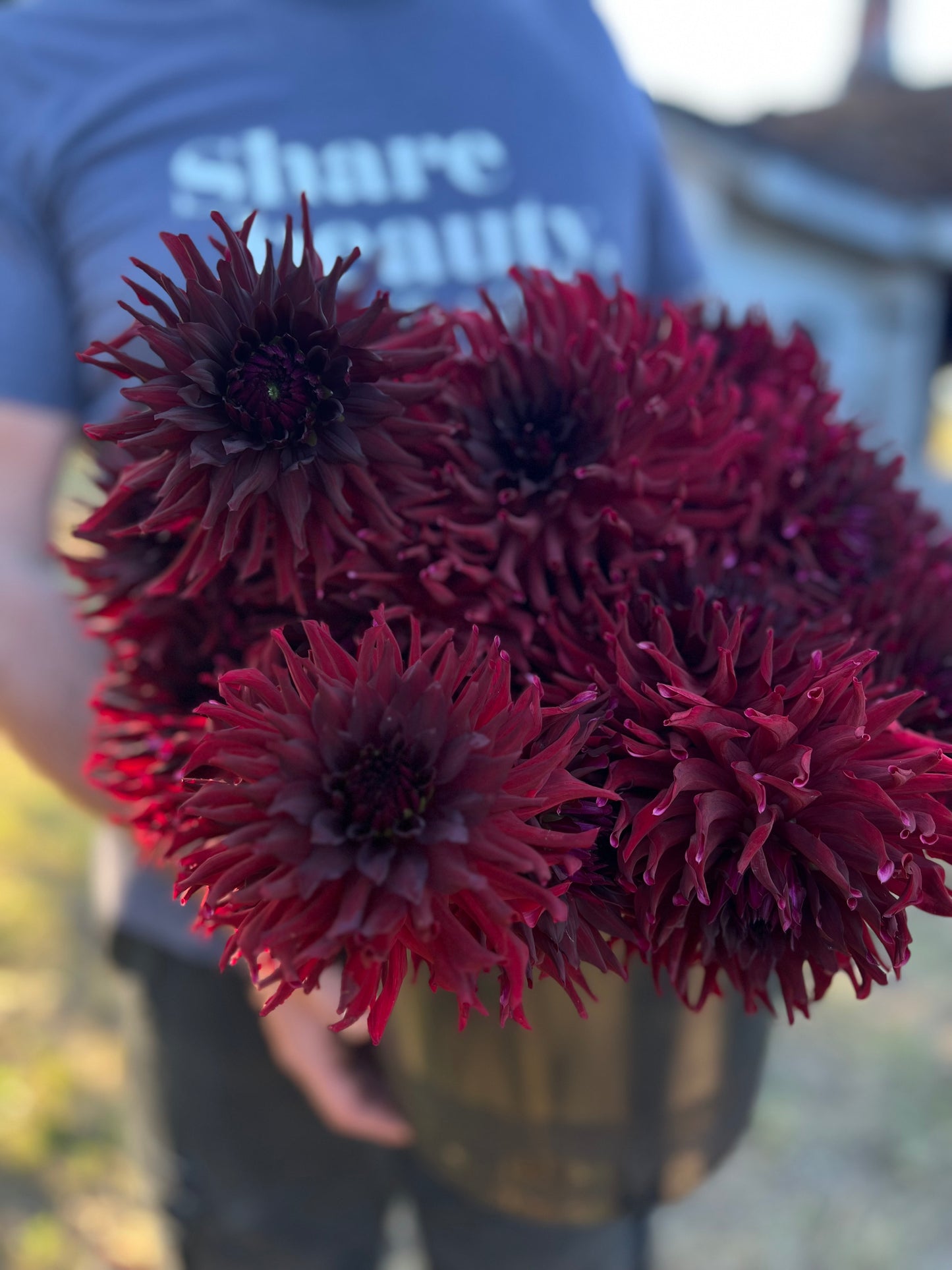 Bloomquist Richard Dahlia Tubers from Triple Wren Farms