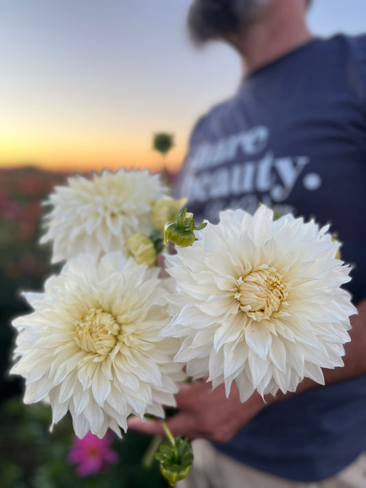 Bloomquist Sam Dahlia