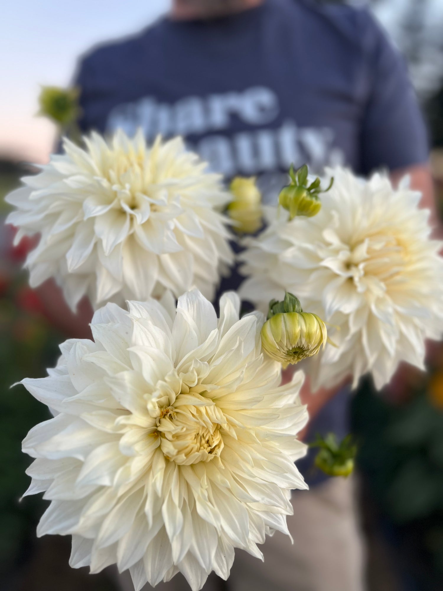 Buy Bloomquist Sam Dahlias from Triple Wren Farms