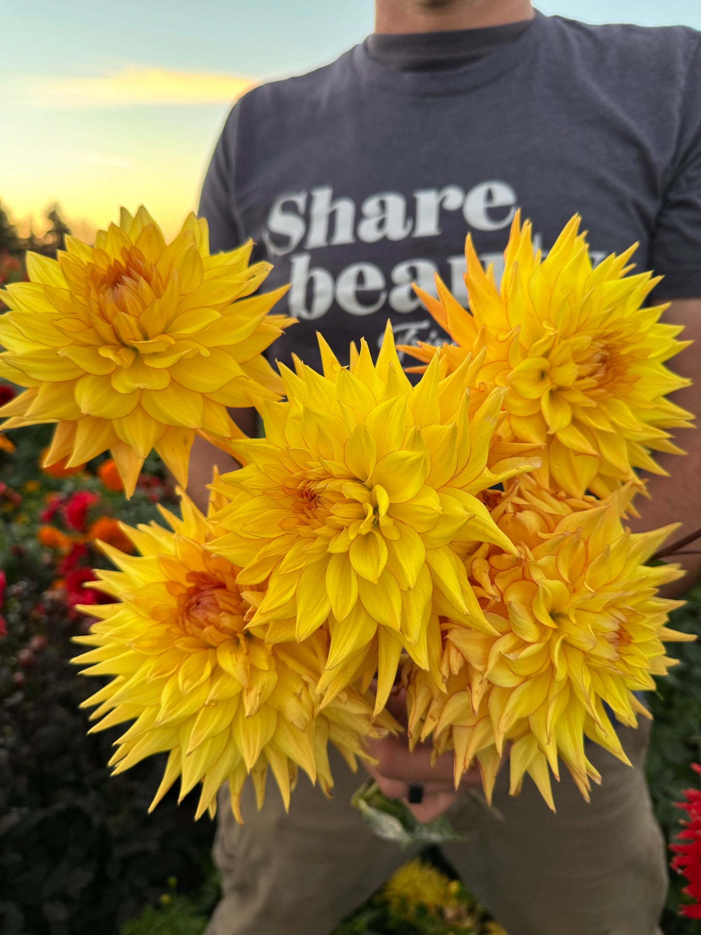 Bloomquist Sporty Dahlias