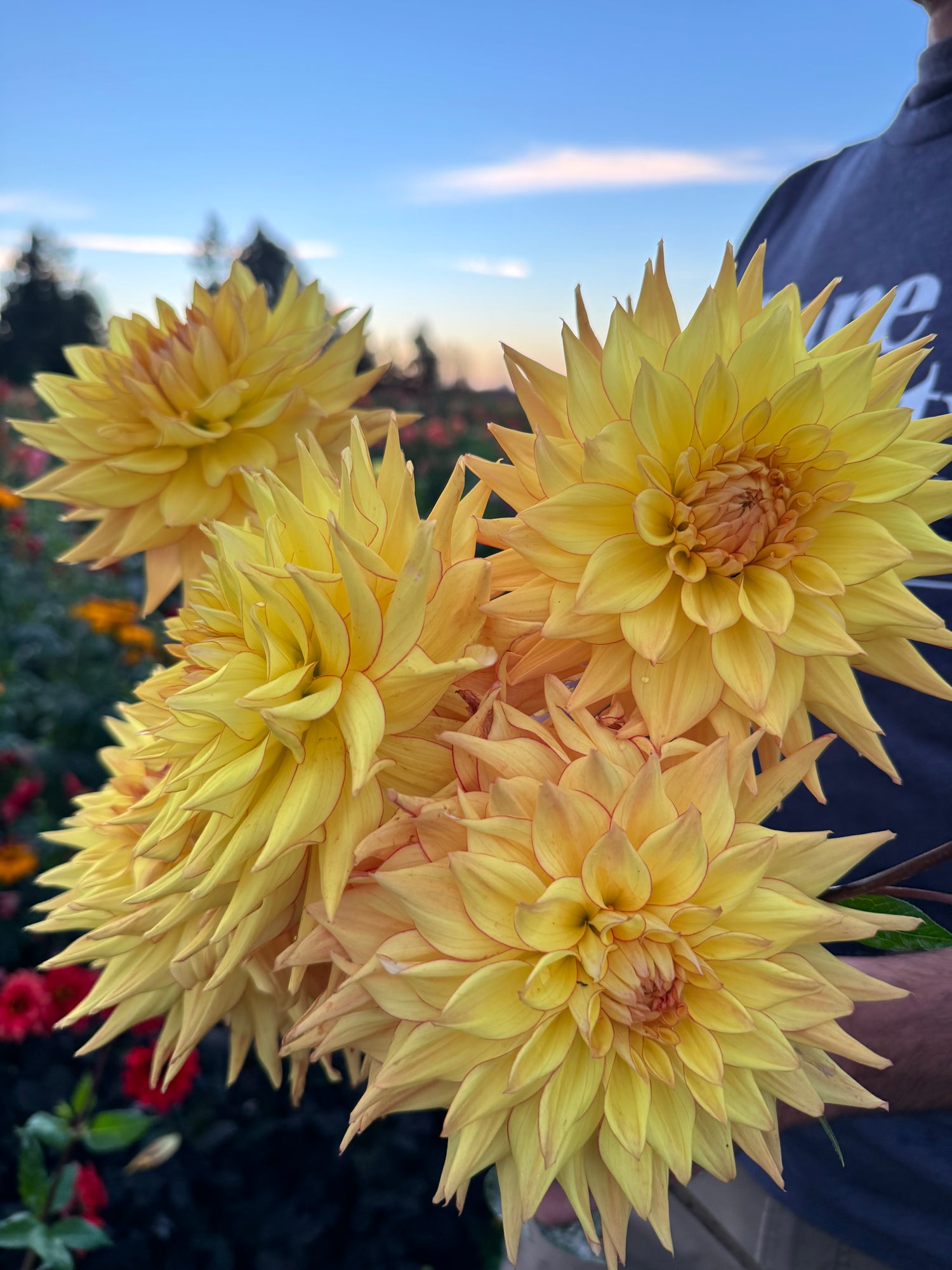 Buy Bloomquist Sporty Dahlias Tubers from Triple Wren Farms