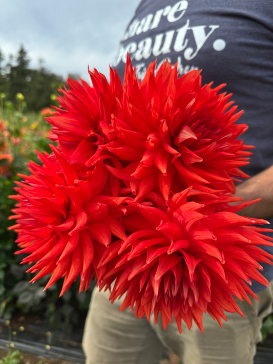 Bloomquist Tina Dahlia Tubers